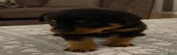 Rottweiler dogs for sale: STUNNING ROTTWEILER PUPS AVAILABLE  in Leicester - Advert 10