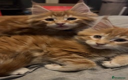 Maine Coon cats for sale: 2 Ginger Maine Coon females  - Image 10