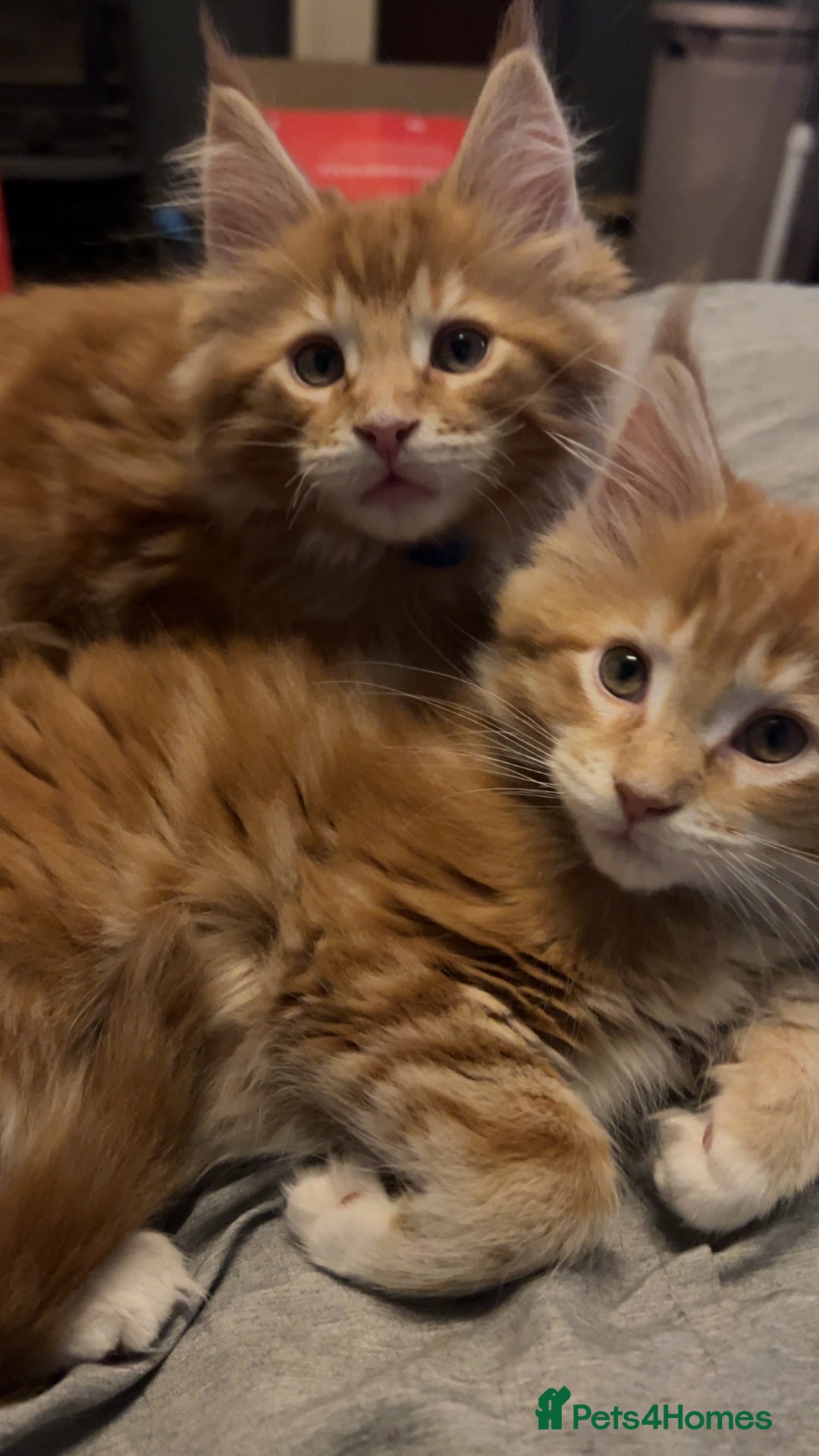 Maine Coon cats for sale: 2 Ginger Maine Coon females  - Image 10