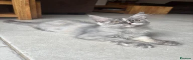 Penny