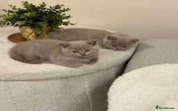 British Shorthair cats for sale: GCCF Female Lilac British Shorthair Kittens  - Image 7