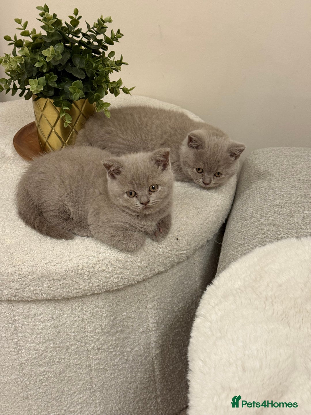 British Shorthair cats for sale: GCCF Female Lilac British Shorthair Kittens  - Image 7