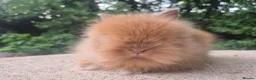 Angora rabbits for sale: ❤️STUNNING IMPORTED PARENTS- TEDDYDWERG BABIES❤️ - Advert 5