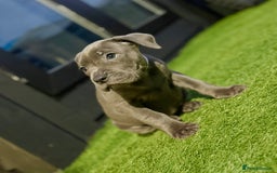 Staffordshire Bull Terrier dogs for sale: Blue Staffordshire Bull Terrier Champion Pups  - Image 2