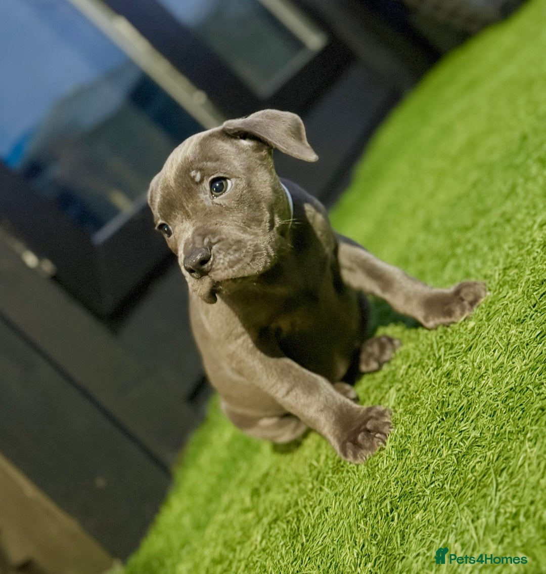 Staffordshire Bull Terrier dogs for sale: Blue Staffordshire Bull Terrier Champion Pups  - Image 2