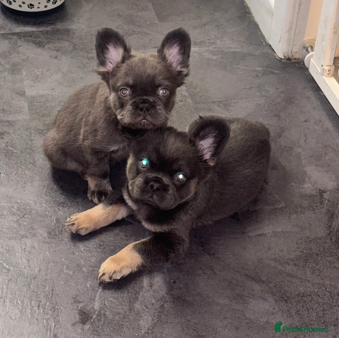 French Bulldog dogs for sale:  2 left 🇫🇷Fluffy french bulldog  - Advert 5