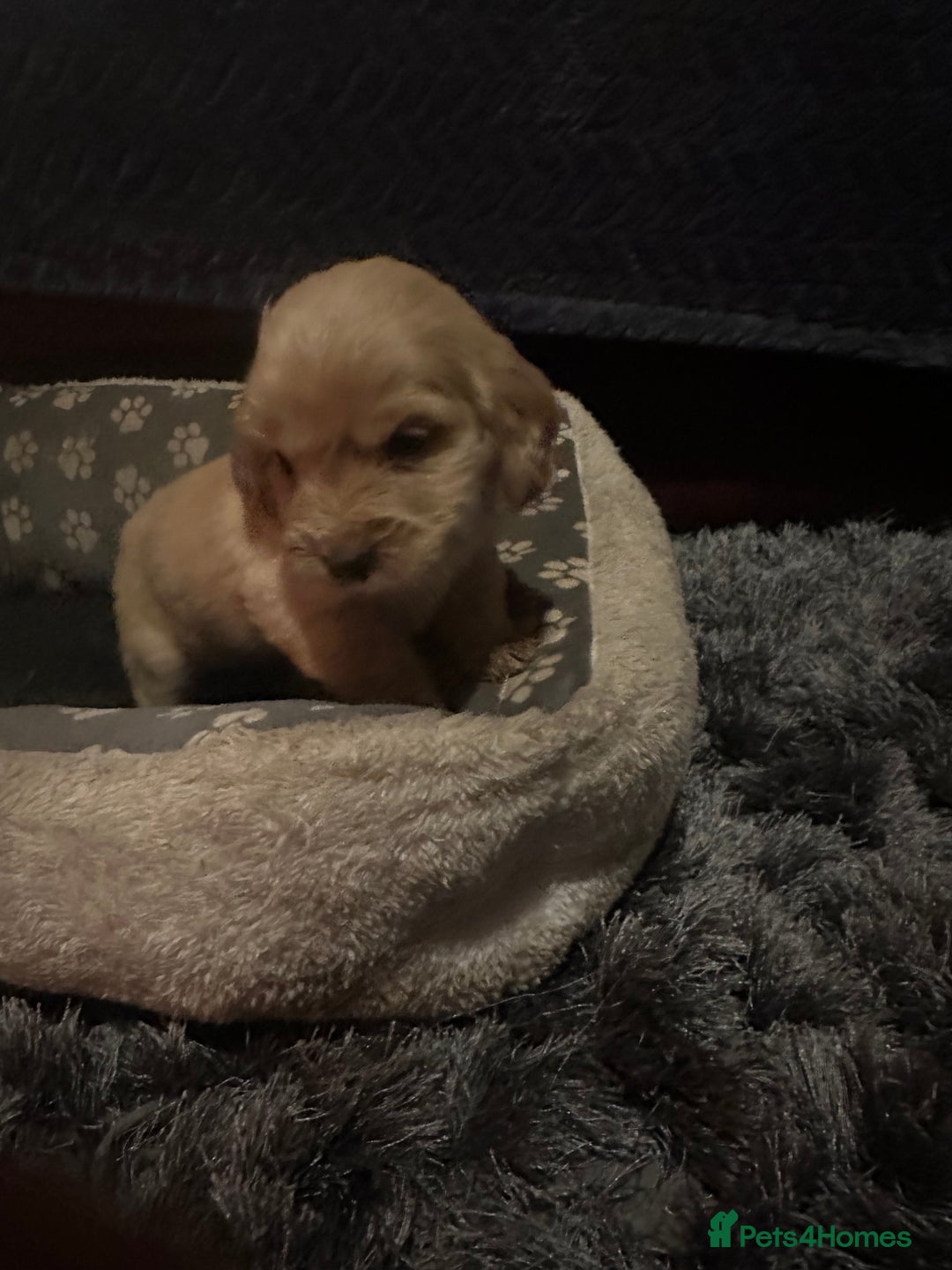 Cockapoo dogs for sale: F3 cockapoo puppies  - Advert 11