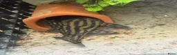 Plecos fish for sale: L027C Royal Thunder aka Golden line panaque  in Rotherham - Advert 2