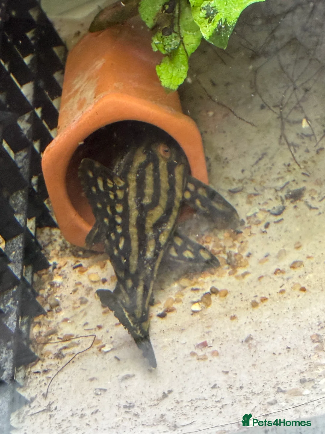 Plecos fish for sale: L027C Royal Thunder aka Golden line panaque  in Rotherham - Advert 2