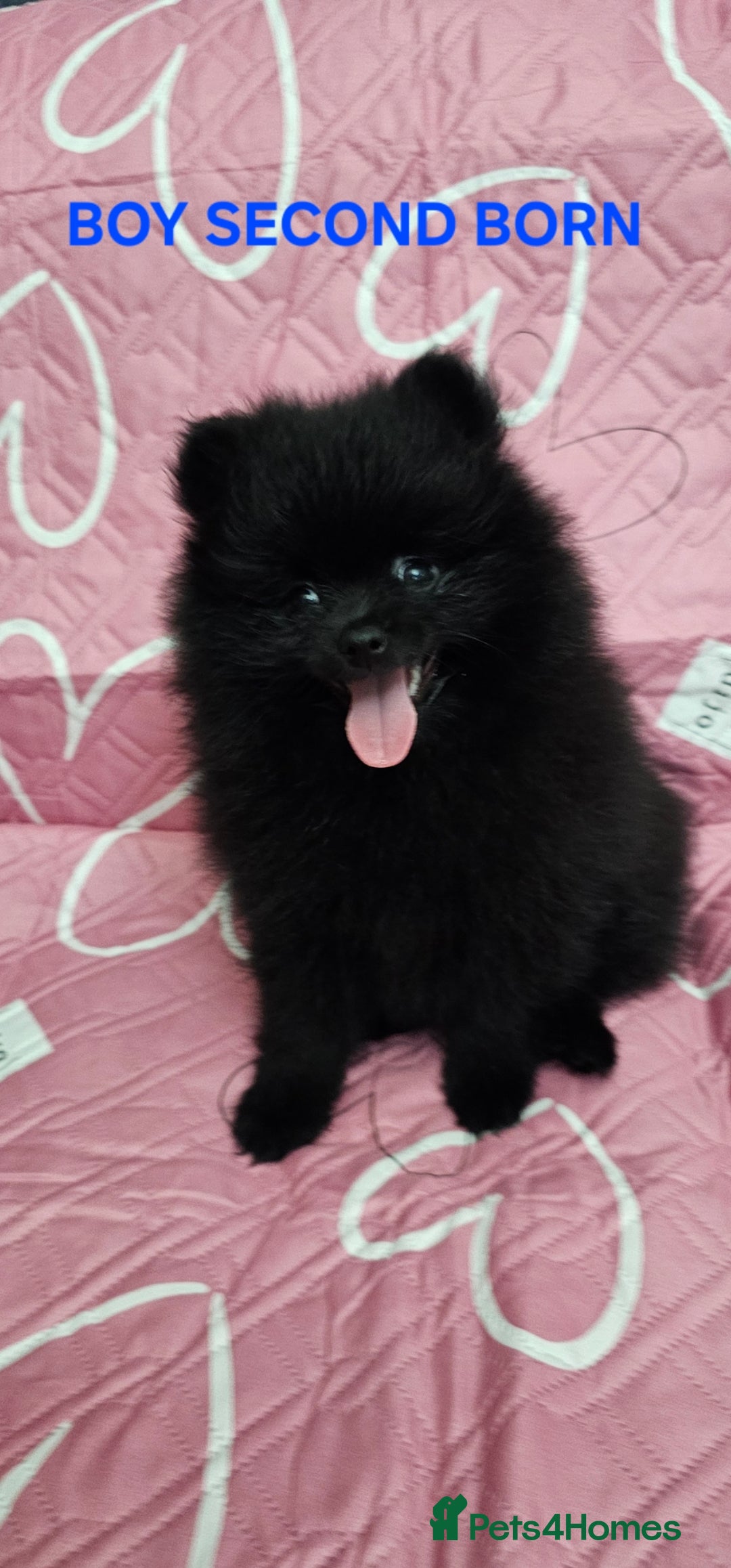 Pomeranian dogs 1 KC HANDSOME POMERANIAN BOY - Advert 6