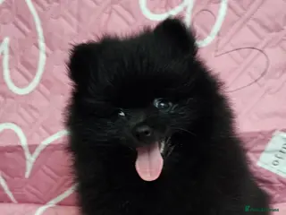 Pomeranian dogs 1 KC HANDSOME POMERANIAN BOY - Advert 6