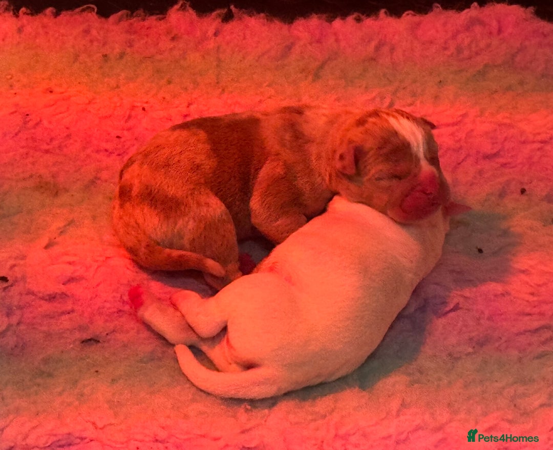 Olde English Bulldogge dogs for sale: Olde English Bulldogges puppies  - Image 5