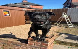 Cane Corso dogs for sale: Cane corse looking for a new home  - Image 4