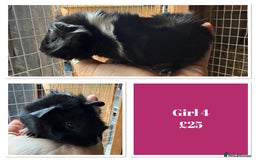 Guinea Pig rodents for sale: Male & Female Baby Guinea Pigs - Image 4