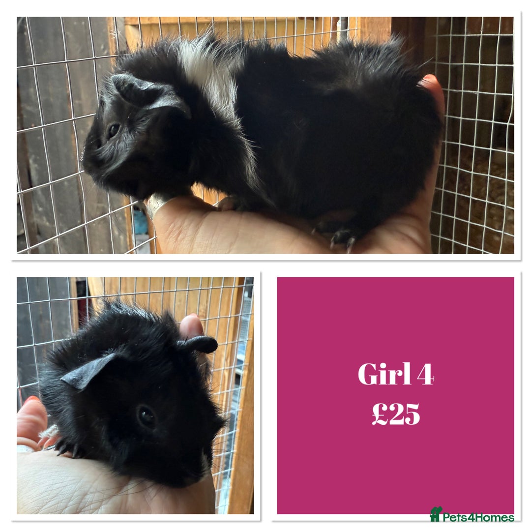 Guinea Pig rodents for sale: Male & Female Baby Guinea Pigs - Image 4