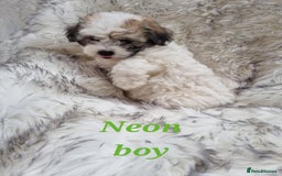 Zuchon dogs for sale: Bichon Frise puppy for sale  - Image 9