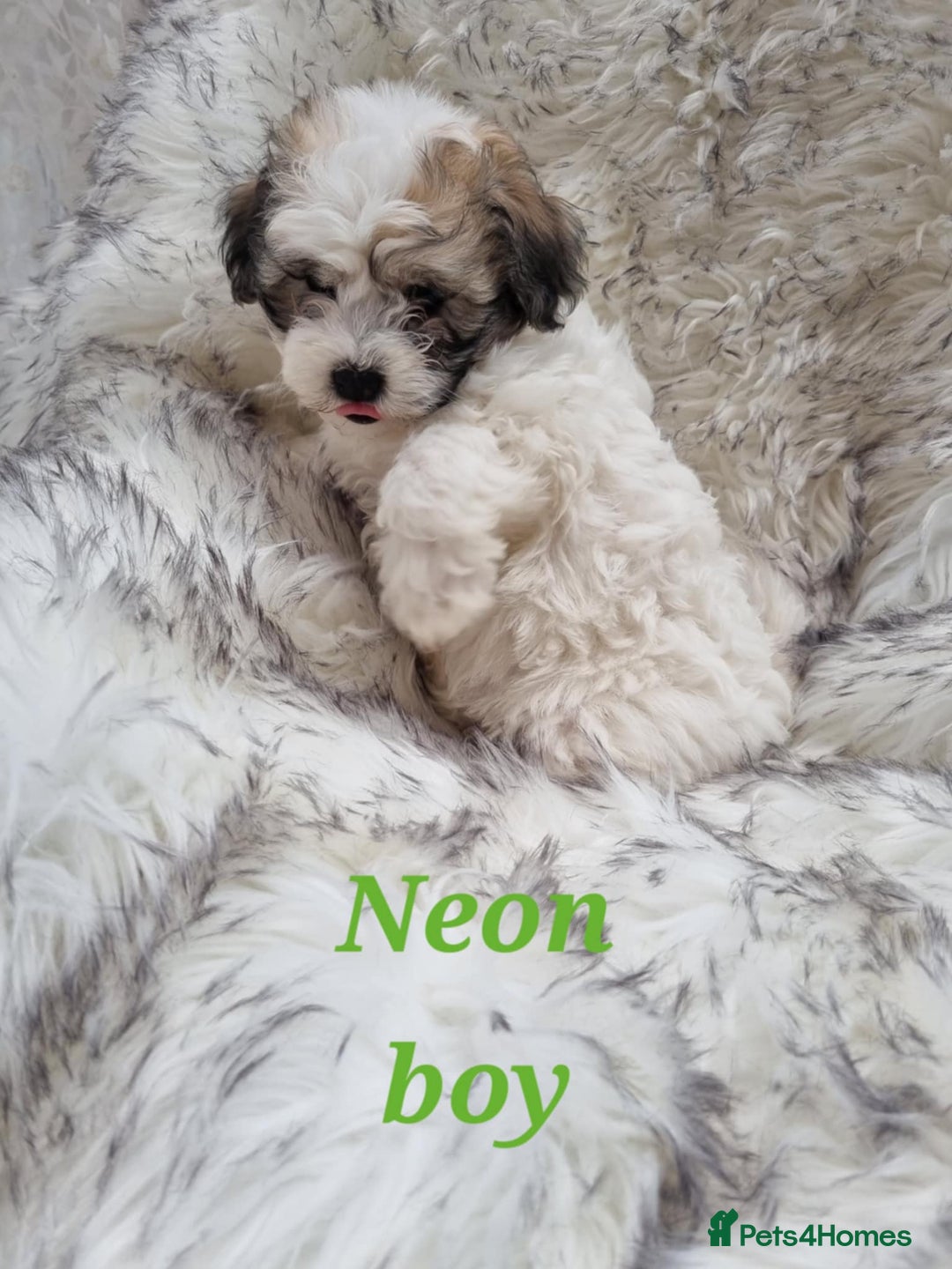 Zuchon dogs for sale: Bichon Frise puppy for sale  - Image 9