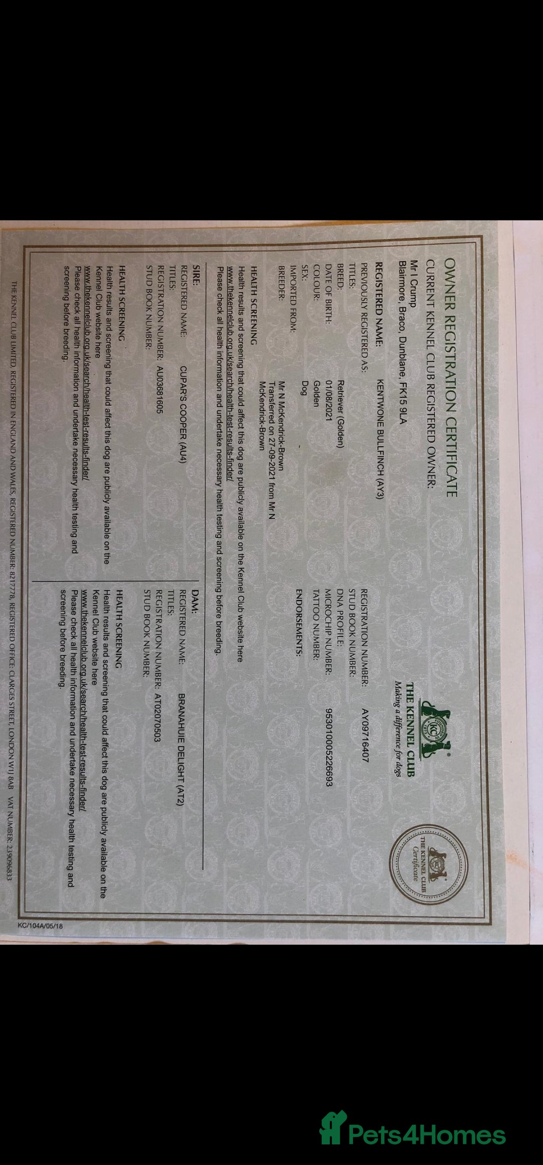 Golden Retriever dogs for sale:  golden retriever pups - Advert 17