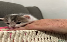 Mixed Breed cats for sale: Beautiful kittens 3 girls 1 boy  - Image 6