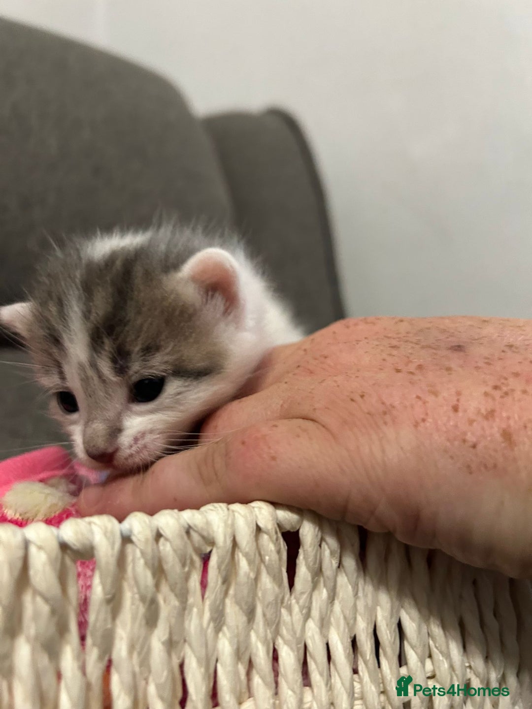 Mixed Breed cats for sale: Beautiful kittens 3 girls 1 boy  - Image 6
