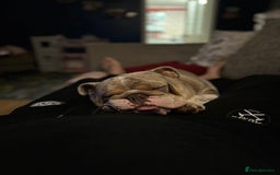 English Bulldog dogs for sale: Bella Baby - Image 4