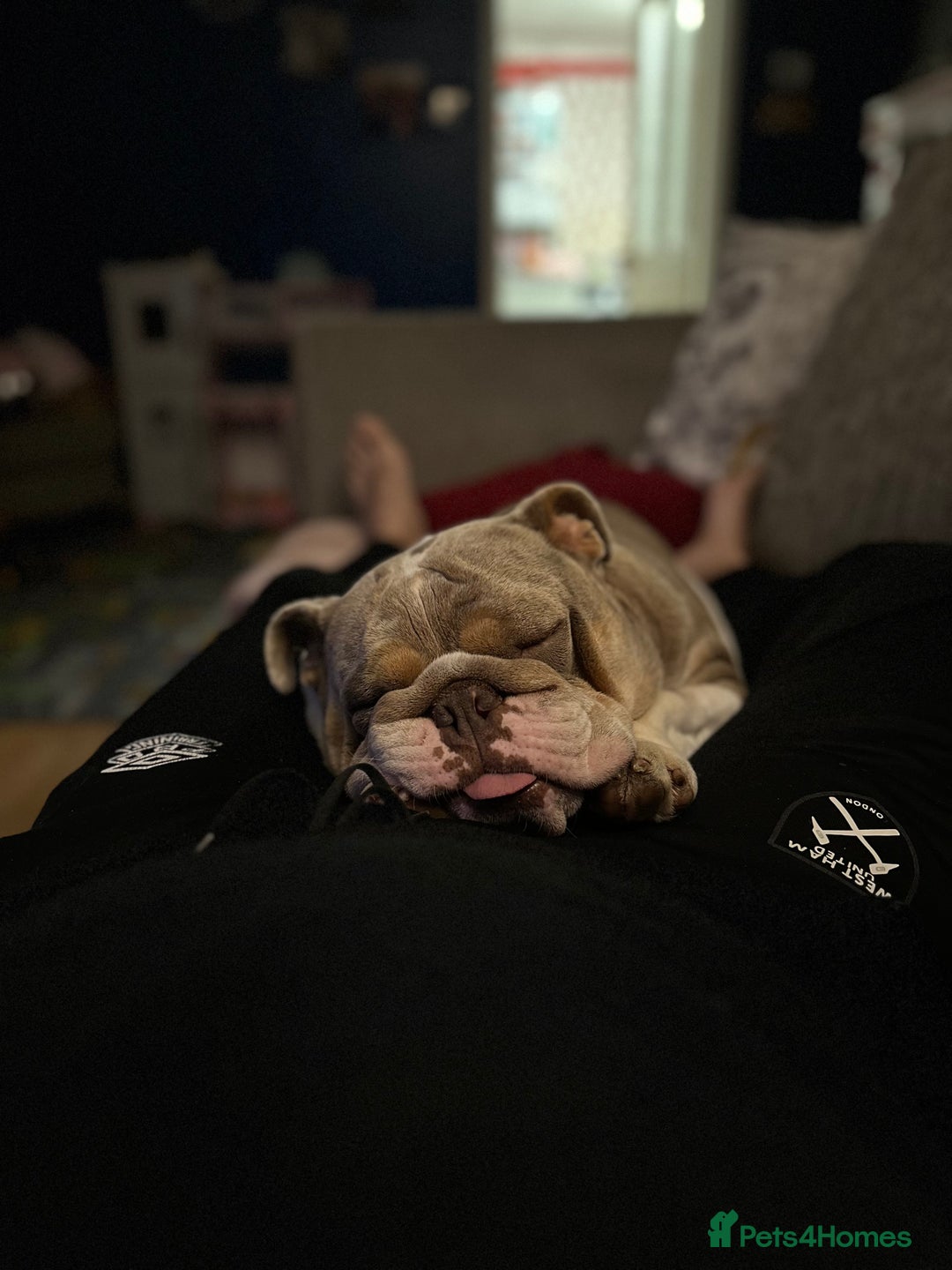 English Bulldog dogs for sale: Bella Baby - Image 4