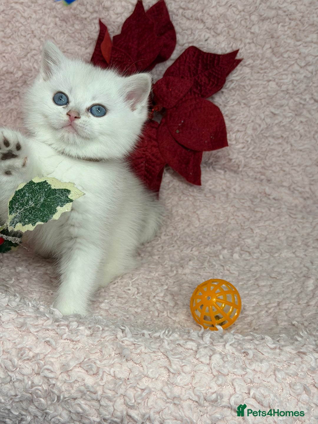 British Shorthair cats for sale: Adorable British shh golden kittens GCCF  - Advert 5