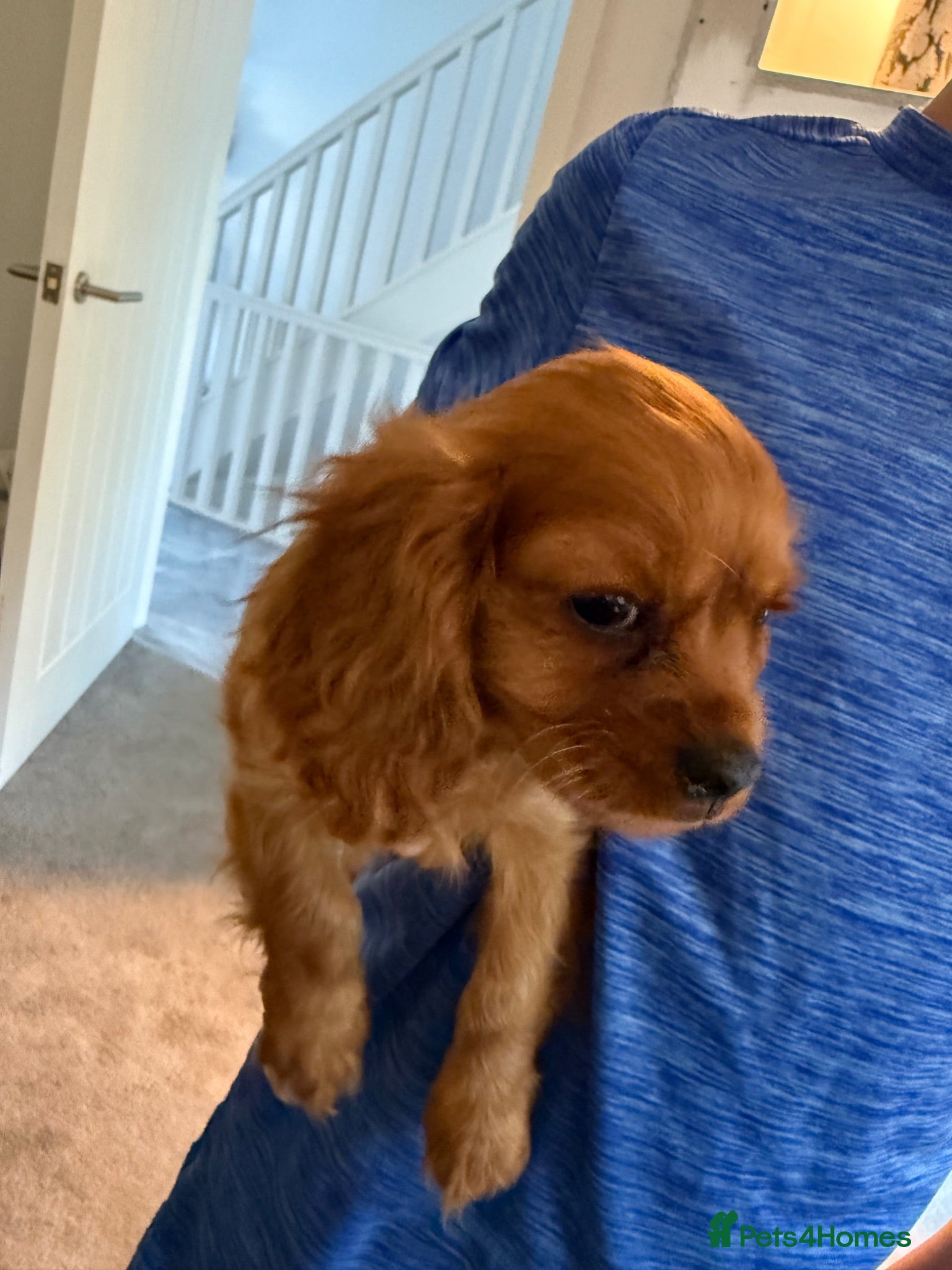 Cavalier King Charles Spaniel dogs READY NOW 🐶 Adorable cavalier 🐶  - Advert 12