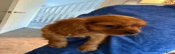 Cavalier King Charles Spaniel dogs for sale: ❤️ LAST PUP – Beautiful Cavalier Pups ❤️ - Advert 5