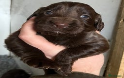 Cocker Spaniel dogs for sale: Beautiful KC Registered Cocker Spaniel Puppies 🐶  - Image 9