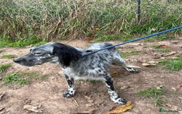 English Setter dogs for adoption: Cata  - Image 8