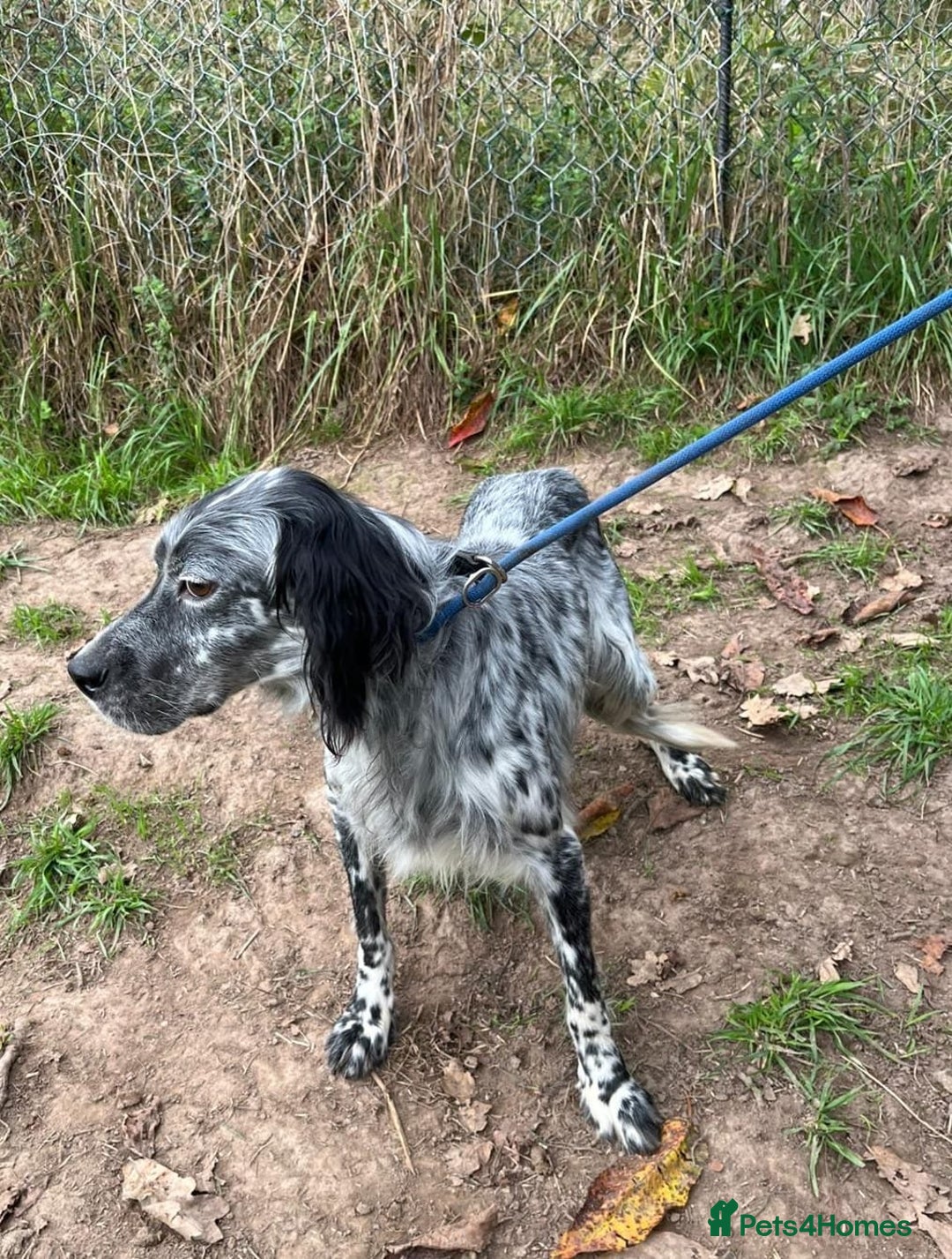 English Setter dogs for adoption: Cata  - Image 8