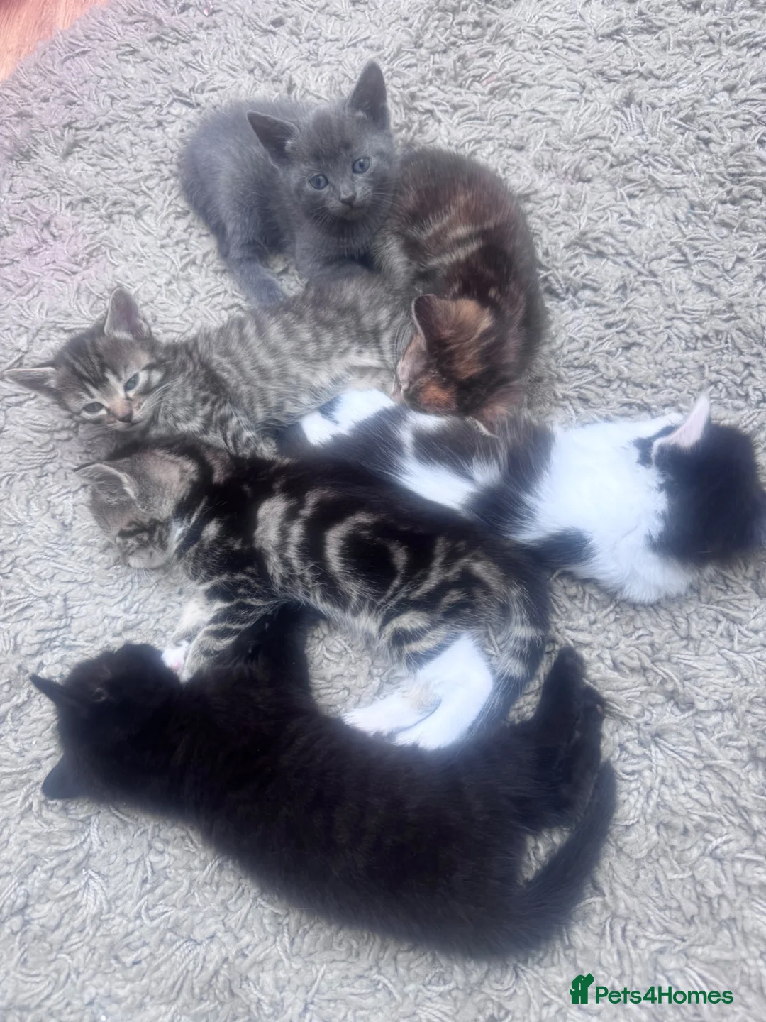 Mixed Breed cats for sale: 8 beautiful kittens  in Retford - Advert 1