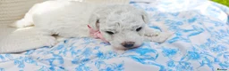Bichon Frise dogs for sale: Sweet Bichon Frise puppies- Champion Bloodline - Advert 30