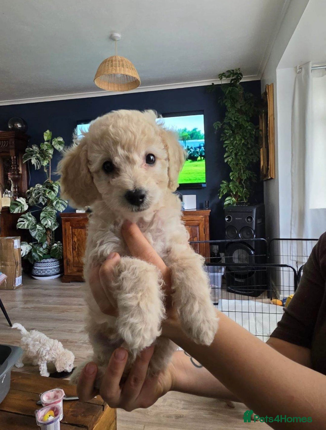 Cockapoo dogs Beautiful Toy Poodle x Cockapoo Girl - 9 Weeks Old - Advert 1