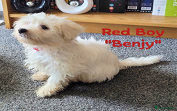 Maltese dogs for sale: 4 Beautiful Maltese Puppies looking for a home - Image 4