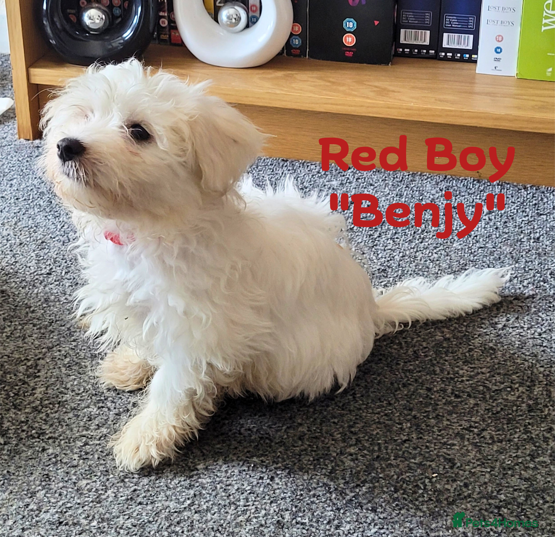 Maltese dogs for sale: 4 Beautiful Maltese Puppies looking for a home - Image 4