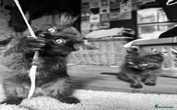 British Longhair cats for sale: Super fluffy kittens READY NOW!!  - Image 2