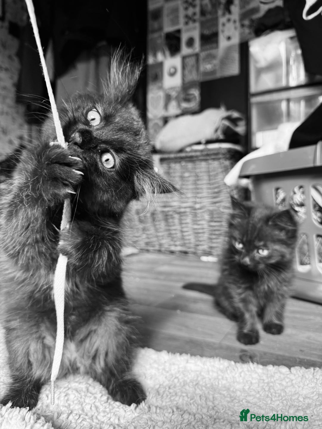 British Longhair cats for sale: Super fluffy kittens READY NOW!!  - Image 2