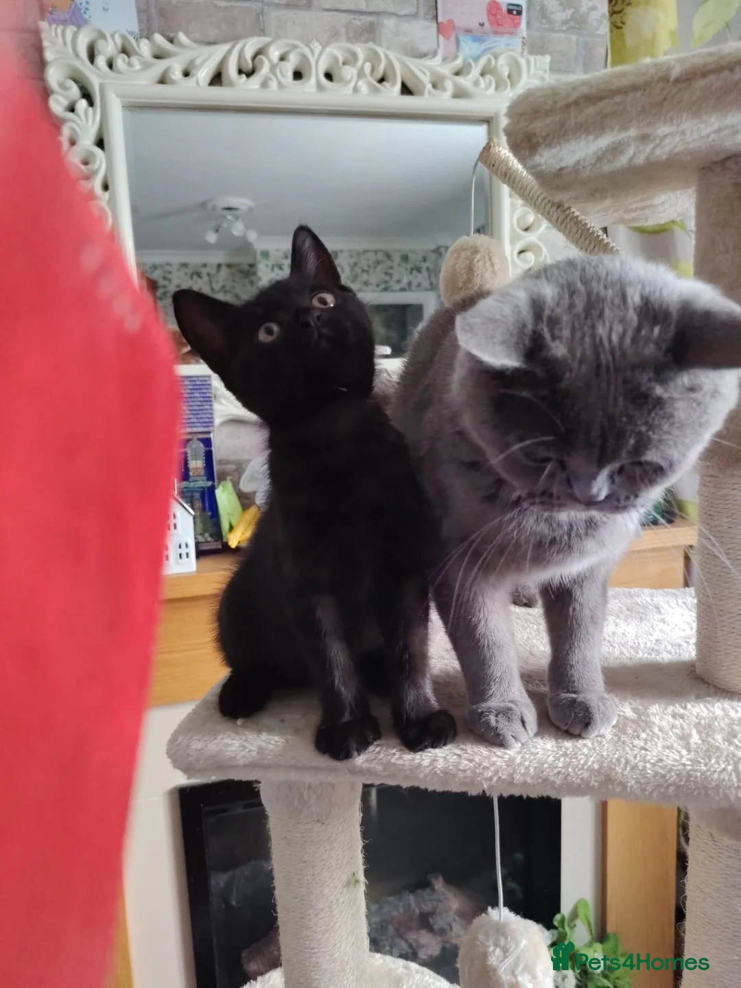 Mixed Breed cats for sale: Beautifull friendly famale kitten  - Advert 2