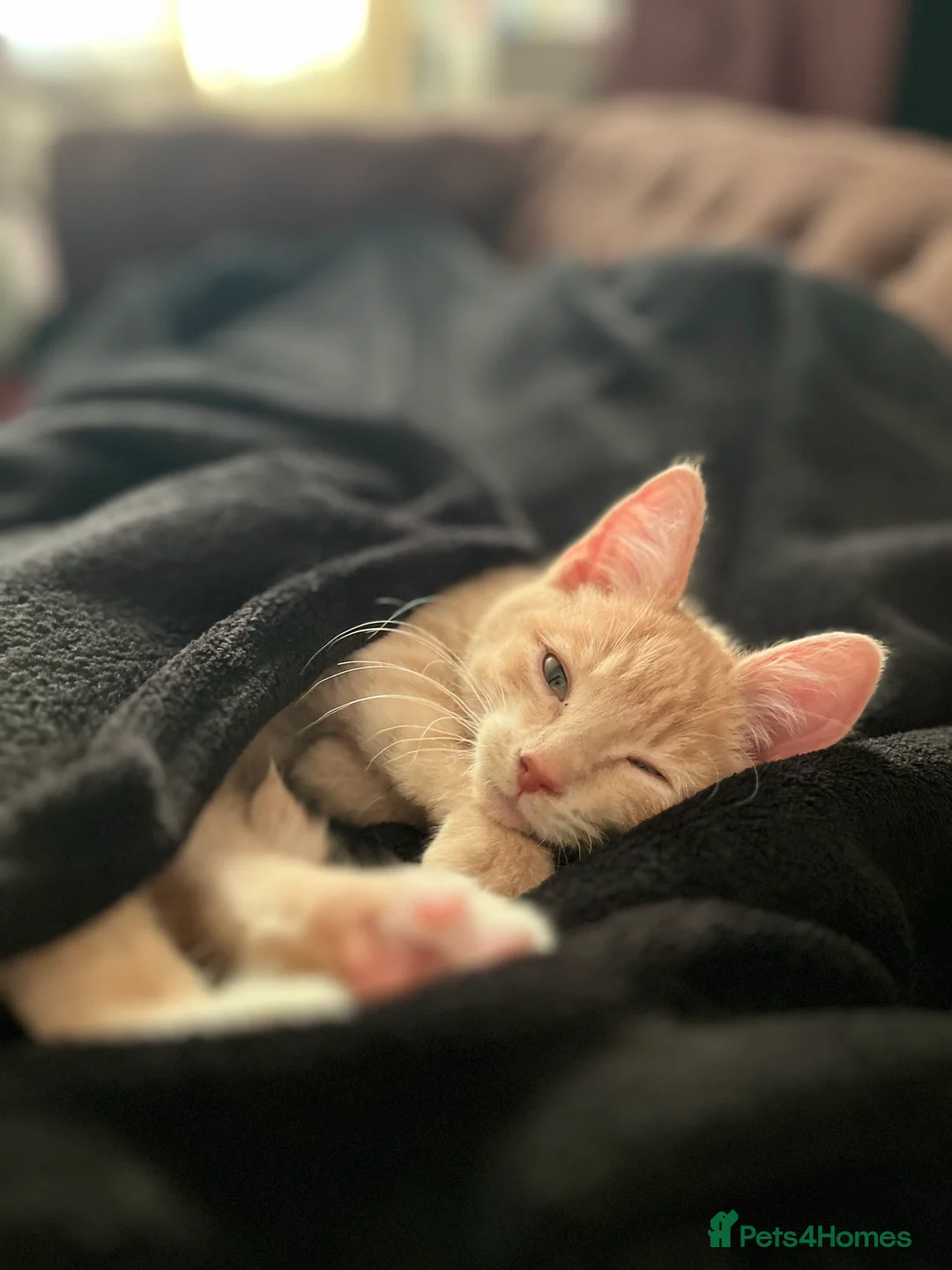 Sphynx cats for sale: MALE SPHYNX VARIENT KITTEN WITH FUR in Scunthorpe - Advert 1