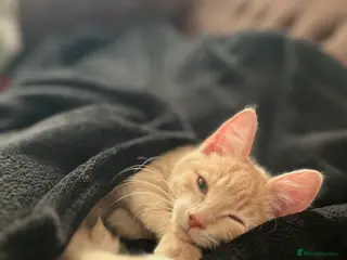 Sphynx cats MALE SPHYNX VARIENT KITTEN WITH FUR in Scunthorpe - Advert 1