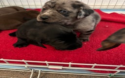 Mixed Breed dogs for sale: Dachshador puppies  - Image 11