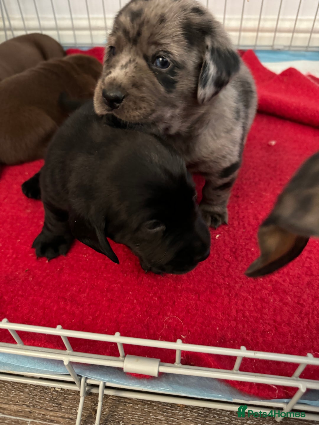 Mixed Breed dogs for sale: Dachshador puppies  - Image 11