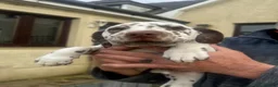 Dalmatian dogs for sale: Gorgeous Dalmatian Puppies - Advert 3