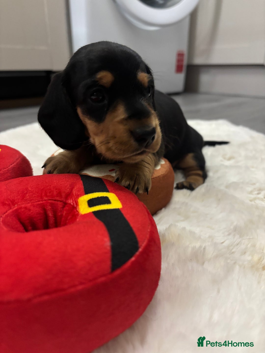 Miniature Dachshund dogs for sale: Miniature dachshund  - Advert 7