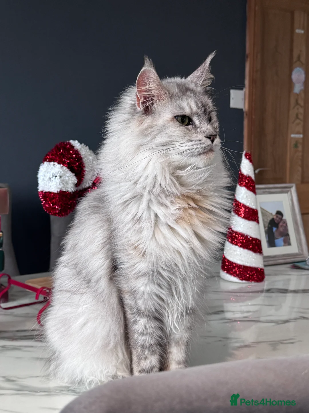 Maine Coon cats for sale: Exceptional Mainecoon Cubs 1 left  - Advert 2