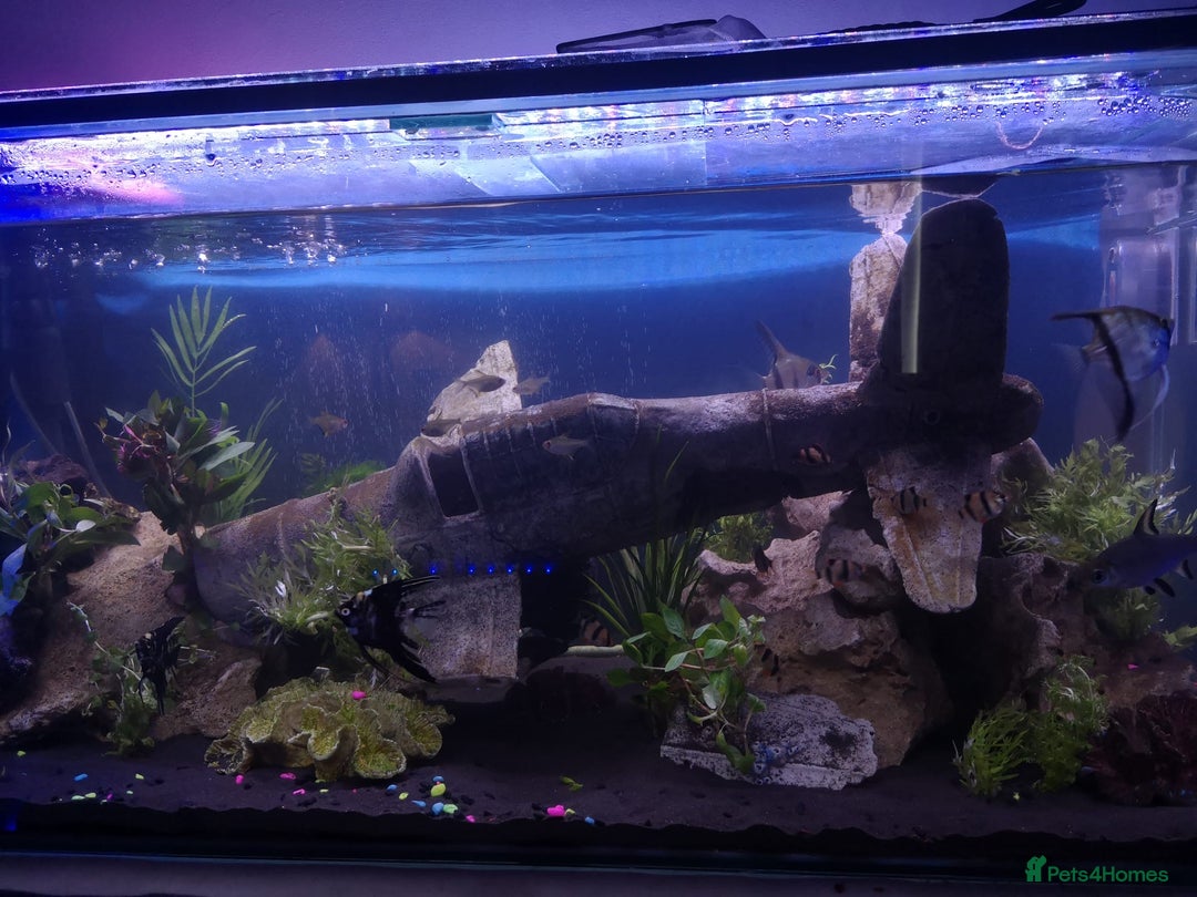 Gallery Image {{count}}