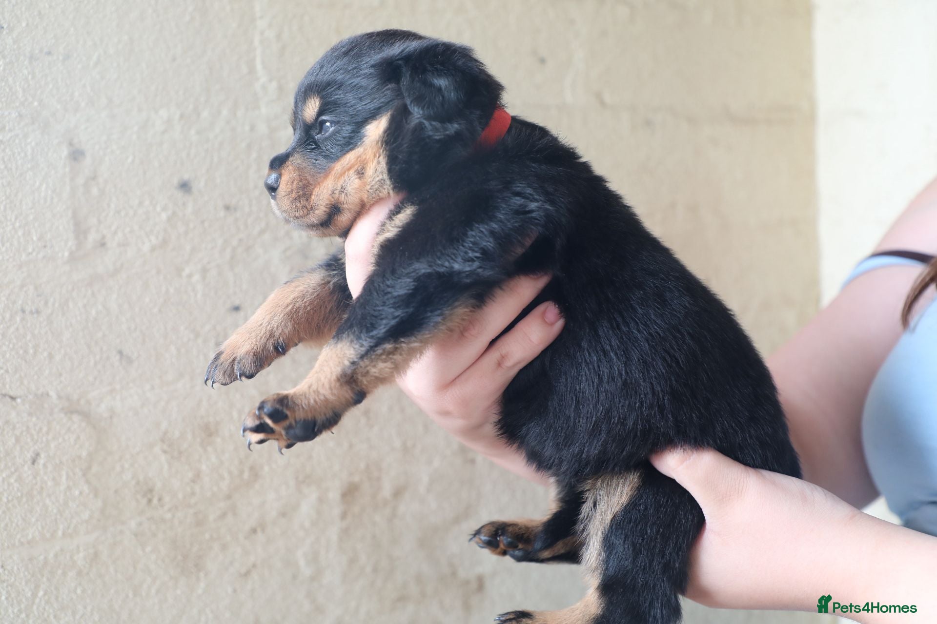 Rottweiler dogs for sale: Limited Pedigree Registered Rottweiler Puppies - Advert 4
