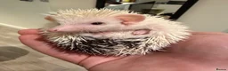 Pygmy Hedgehog rodents for sale: Weezy the Pygmy Hedgehog looking for a new home - Advert 5
